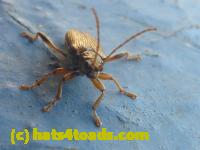 /home//u458753944/public_html/sourcegallery//Insects and small critters/beetles (Coleoptera)/P1070829.JPG